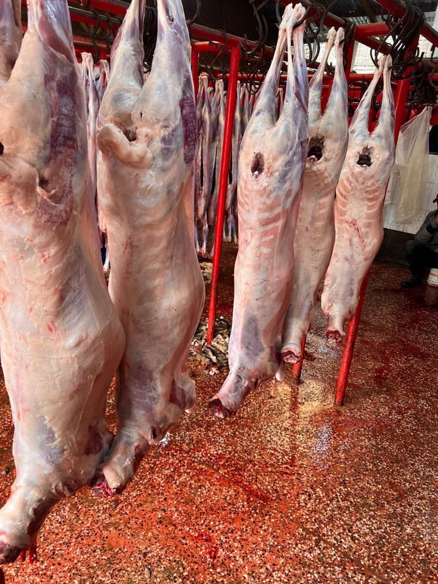 Whole mutton carcass