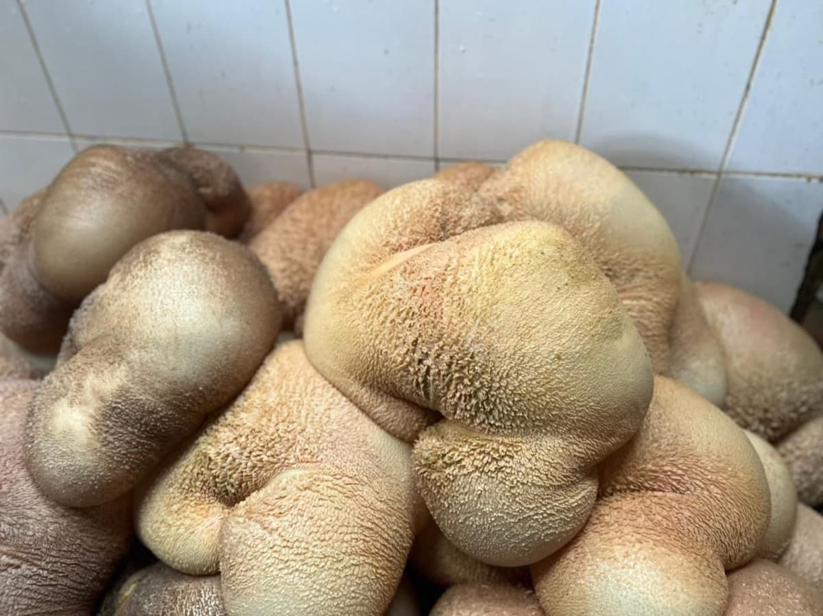 Tripe (matumbo)